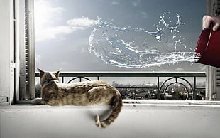 photo of person spilling water on brown cat lying on window at daytime HD wallpaper